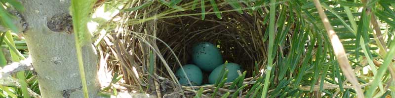 1eggs