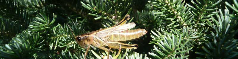 1wildlife-grasshopper