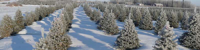 1wintertrees