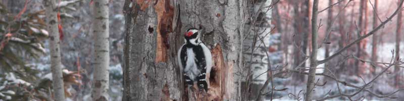1woodpecker