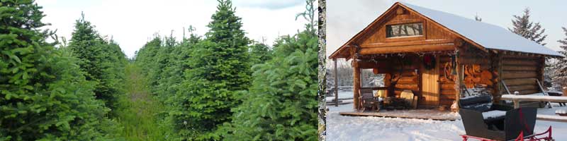 2treeswithcabin