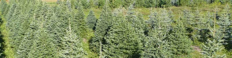 greentrees