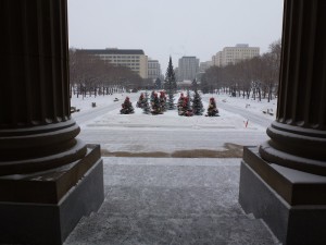 parliament trees - 13