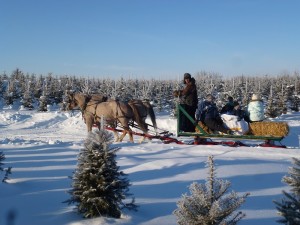 sleigh rides